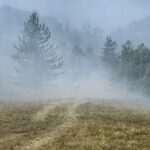 Jovičić: Požar traje, potrebna korita i voda za konje