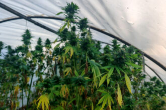 Kraljevčanin uhapšen zbog droge: Zaplenjeno oko 40 kilograma kanabisa